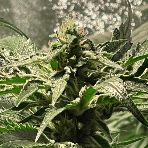 Bruce banger 3 growlog timeline photo