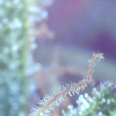 Bruce banger 3 growlog timeline photo