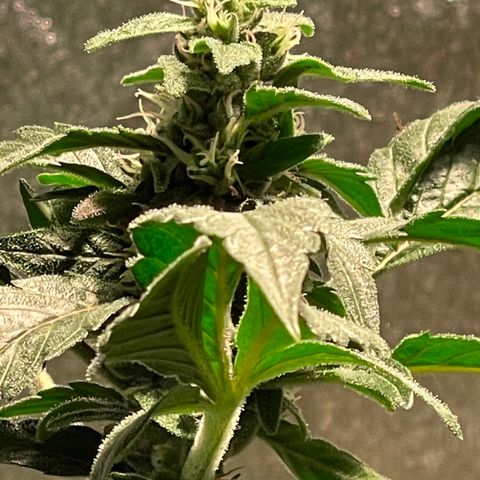 Bruce banger 3 growlog timeline photo