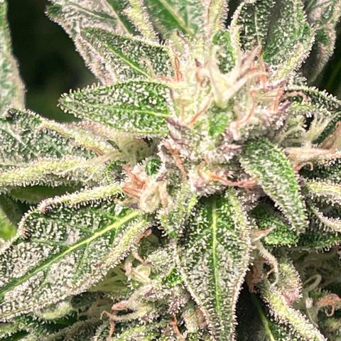 Bruce banger 3 growlog timeline photo