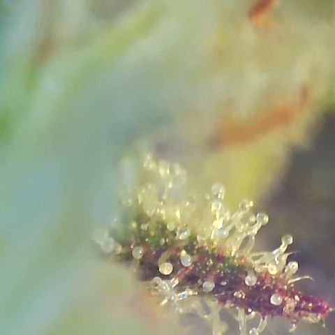 Bruce banger 3 growlog photo: Day 64