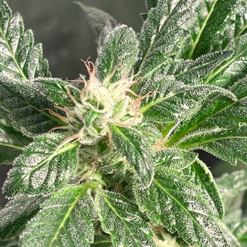 Bruce banger 3 growlog timeline photo