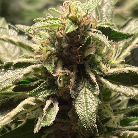 Bruce banger 3 growlog photo: Day 64
