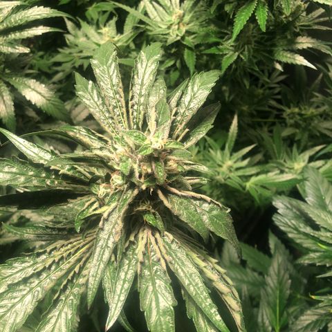 Bruce banger 3 growlog timeline photo