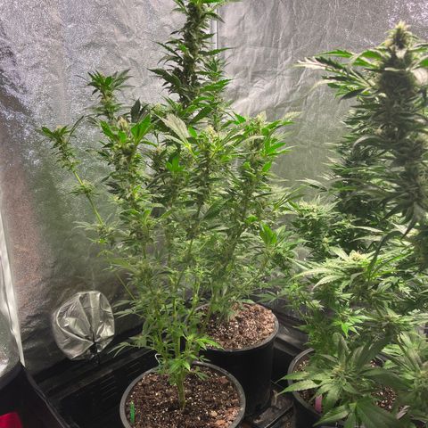 Bruce banger 3 growlog timeline photo