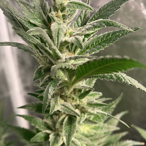 Bruce banger 3 growlog timeline photo