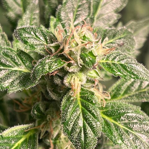 Bruce banger 3 growlog timeline photo