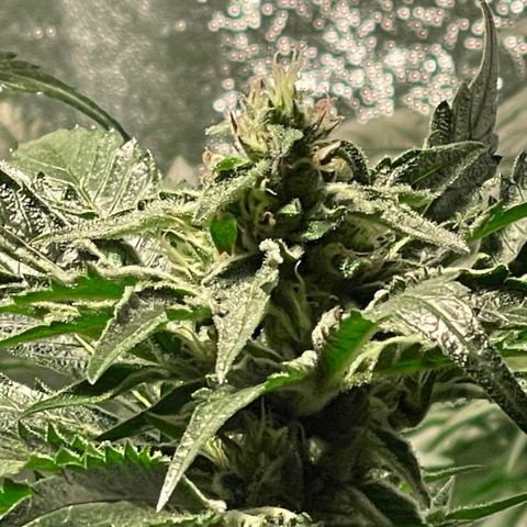 Bruce banger 3 growlog timeline photo