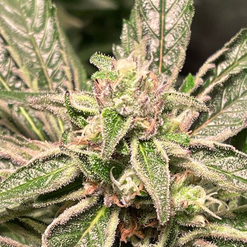 Bruce banger 3 growlog photo: Day 64