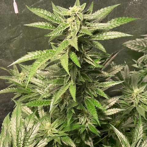 Bruce banger 3 growlog timeline photo