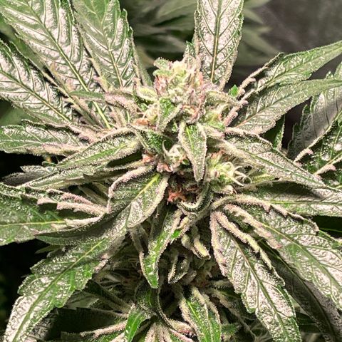 Bruce banger 3 growlog photo: Day 64