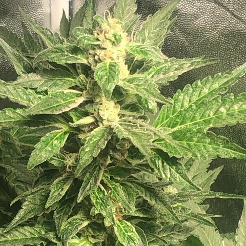 Bruce banger 3 growlog timeline photo