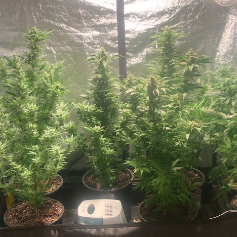 Bruce banger 3 growlog timeline photo