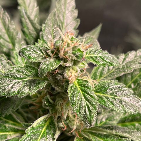 Bruce banger 3 growlog photo: Day 64