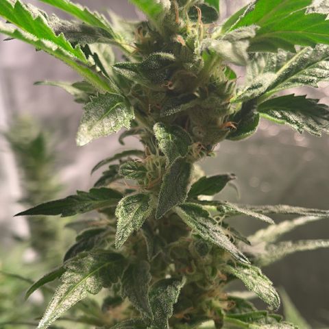 Bruce banger 3 growlog timeline photo