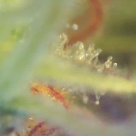 Bruce banger 3 growlog photo: Day 64