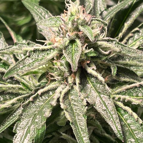 Bruce banger 3 growlog timeline photo