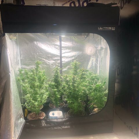 Bruce banger 3 growlog timeline photo