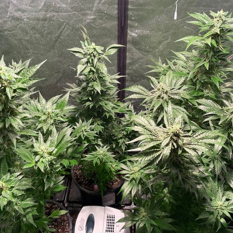 Bruce banger 3 growlog timeline photo