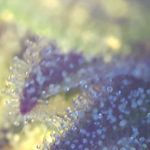 Bruce banger 3 growlog timeline photo