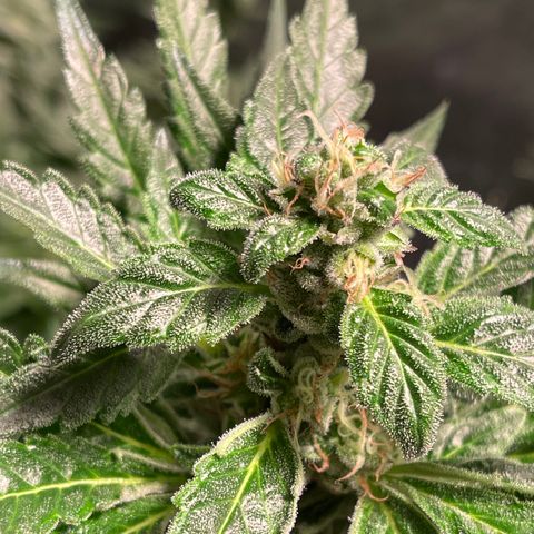 Bruce banger 3 growlog photo: Day 64