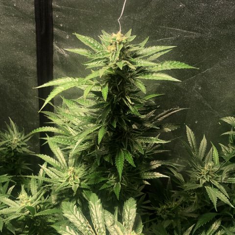 Bruce banger 3 growlog timeline photo