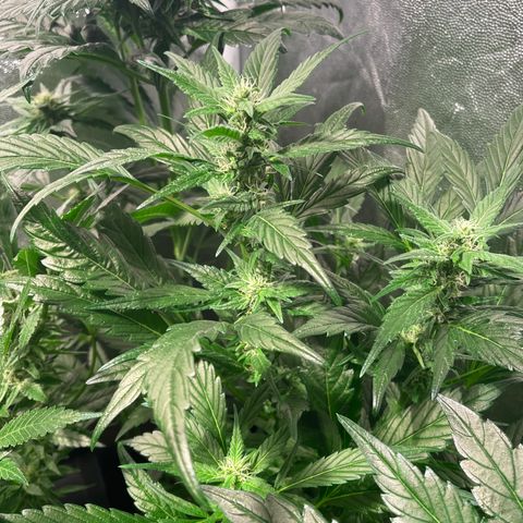 Bruce banger 3 growlog timeline photo