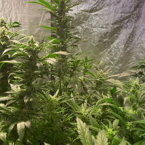 Bruce banger 3 growlog timeline photo