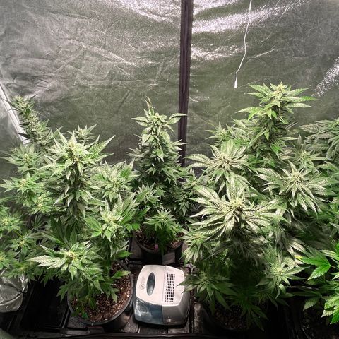 Bruce banger 3 growlog timeline photo