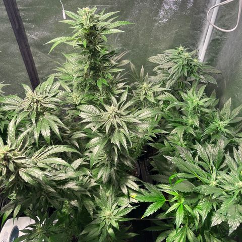 Bruce banger 3 growlog timeline photo
