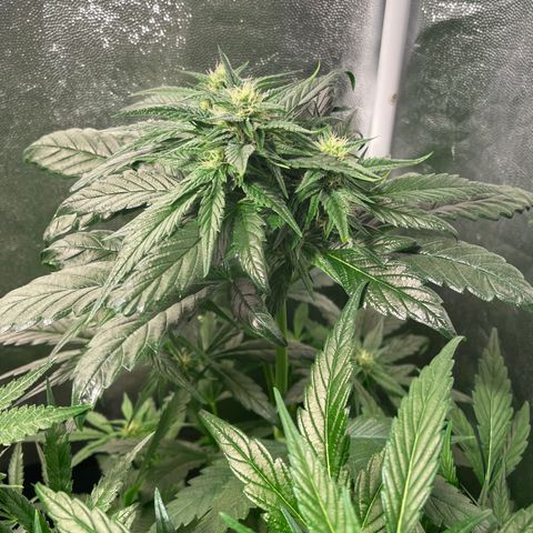 Bruce banger 3 growlog timeline photo
