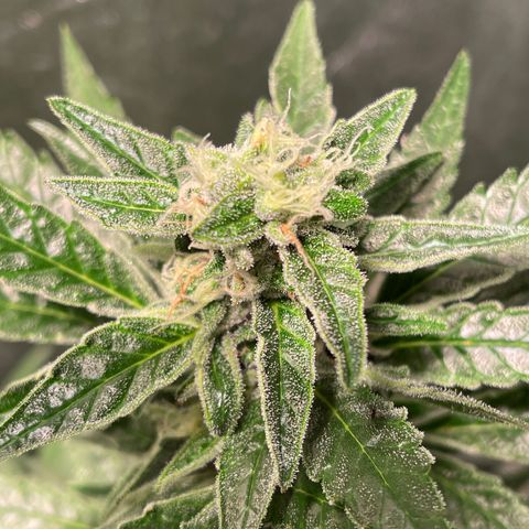 Bruce banger 3 growlog timeline photo