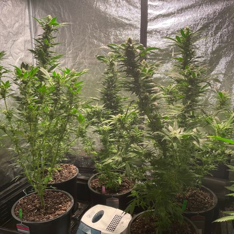 Bruce banger 3 growlog timeline photo