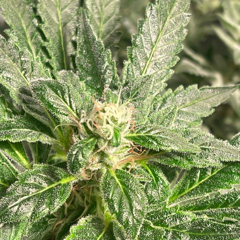 Bruce banger 3 growlog timeline photo
