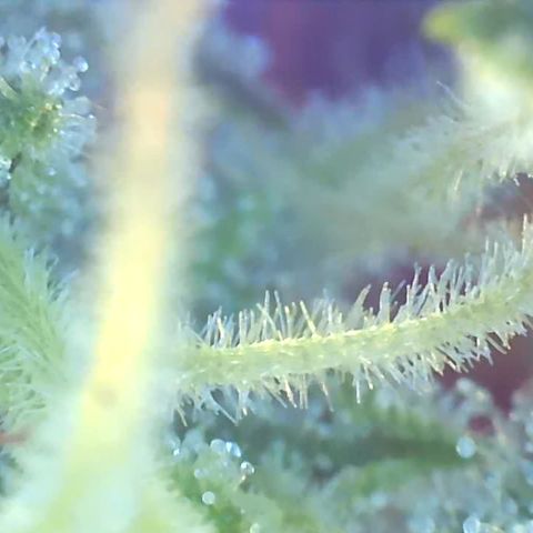 Bruce banger 3 growlog timeline photo