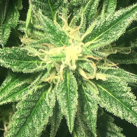 Bruce banger 3 growlog timeline photo