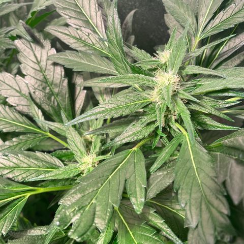 Bruce banger 3 growlog timeline photo