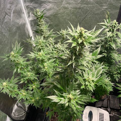 Bruce banger 3 growlog timeline photo