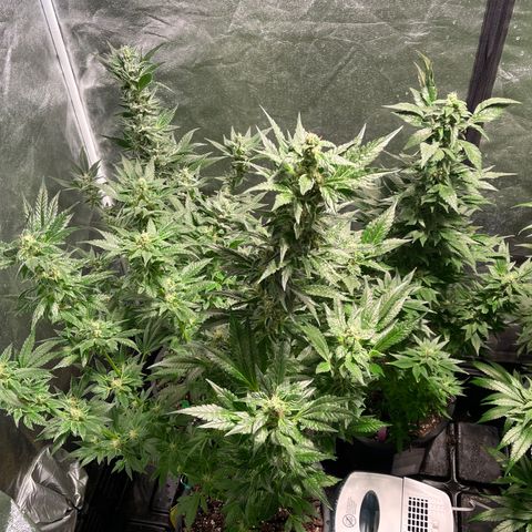Bruce banger 3 growlog timeline photo