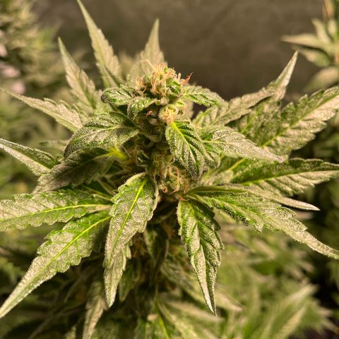 Bruce banger 3 growlog timeline photo
