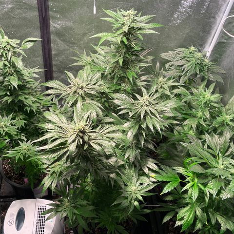 Bruce banger 3 growlog timeline photo