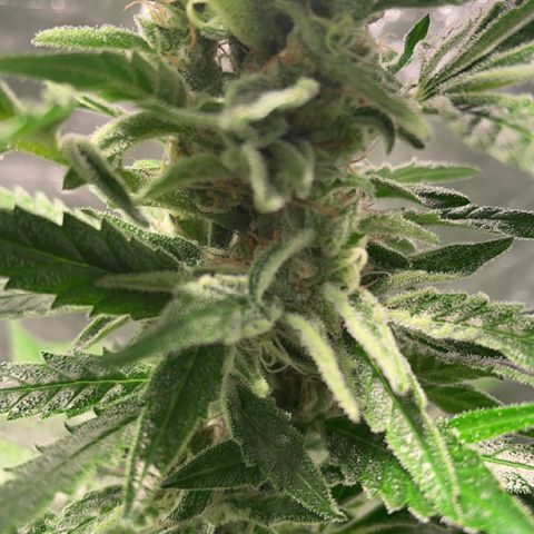 Bruce banger 3 growlog timeline photo