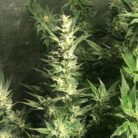 Bruce banger 3 growlog timeline photo
