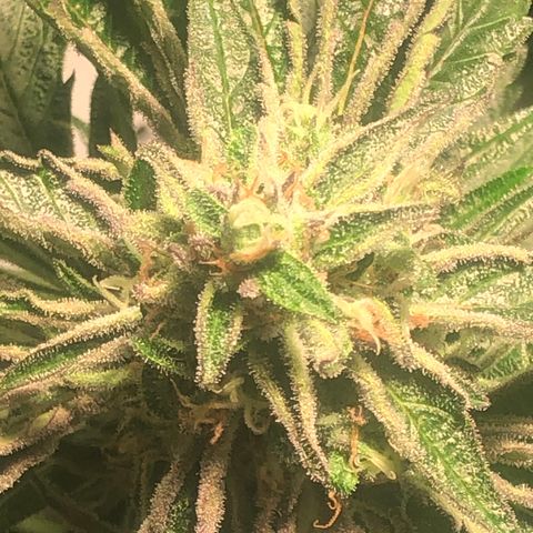 Bruce banger 3 growlog timeline photo