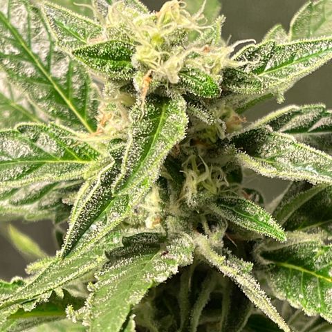 Bruce banger 3 growlog timeline photo