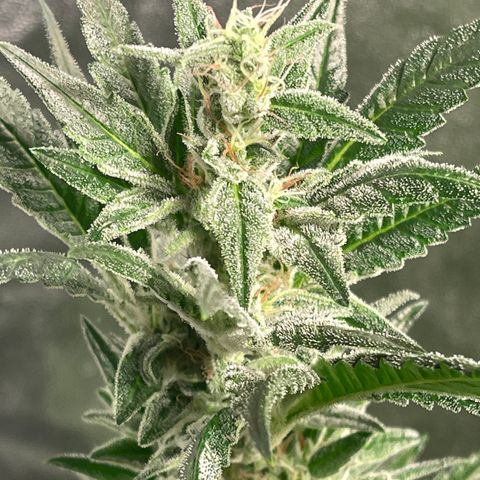 Bruce banger 3 growlog timeline photo