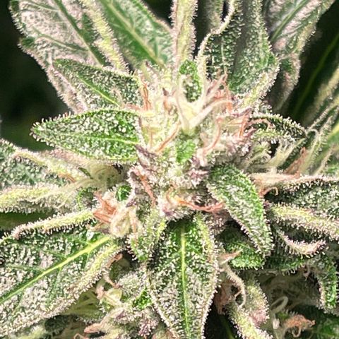 Bruce banger 3 growlog timeline photo