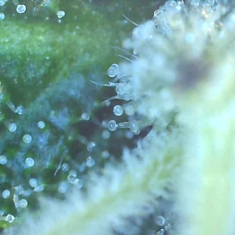 Bruce banger 3 growlog timeline photo