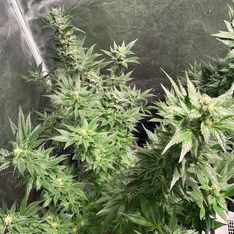 Bruce banger 3 growlog timeline photo