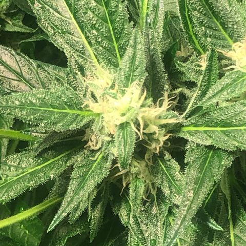 Bruce banger 3 growlog timeline photo